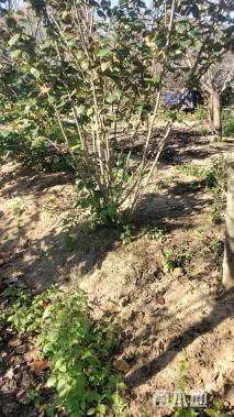 高度250厘米丛生紫荆