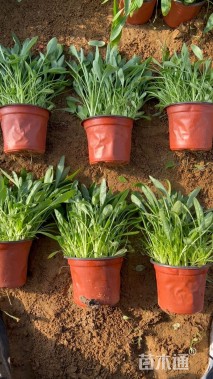 高度15厘米金鸡菊