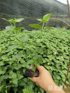 高度20厘米马缨丹