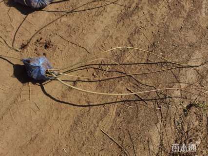 高度50厘米连翘