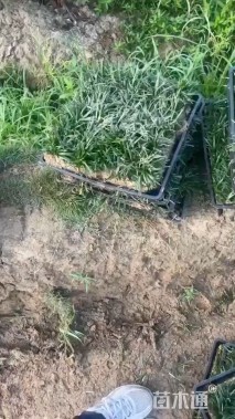 高度10厘米麦冬