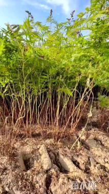 高度40厘米珍珠梅