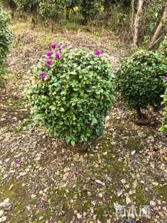 高度80厘米紫花三角梅