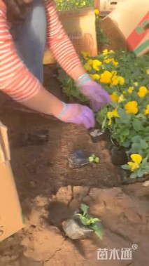 高度10厘米角堇