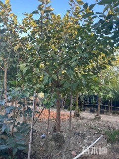 10公分花叶富贵榕