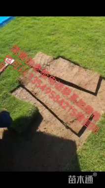 草卷状马尼拉草