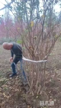 高度250厘米丛生紫薇