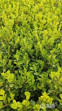 高度30厘米瓜子黄杨