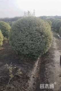 冠幅200厘米银姬小蜡球