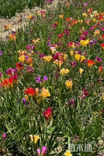 高度10厘米小苍兰