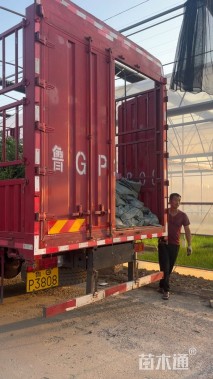 高度20厘米大花萱草