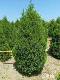 高度180厘米圆柏