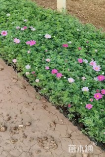 高度20厘米波斯菊