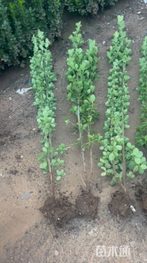 高度100厘米北海道黄杨