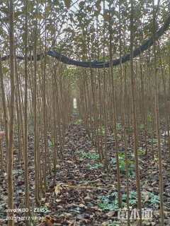 高度150厘米染井吉野樱小苗