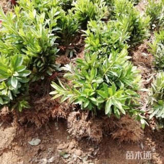 高度80厘米春娟小苗