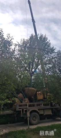 13公分绚丽海棠