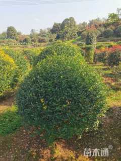 冠幅100厘米金禾女贞球