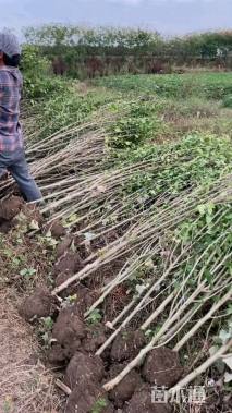 高度220厘米木槿