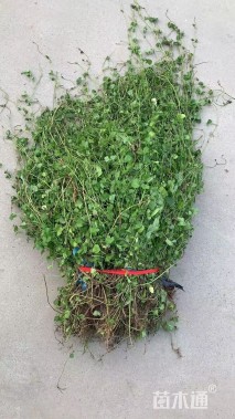 高度60厘米活血丹