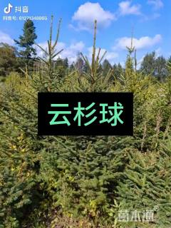 高度100厘米云杉