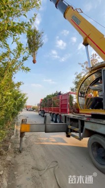 高度350厘米丛生石榴