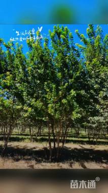 高度6厘米丛生五角枫