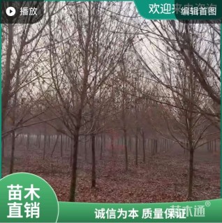 8公分美国红枫-红点