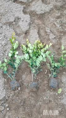 高度35厘米金森女贞