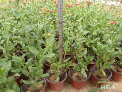高度15厘米百日草