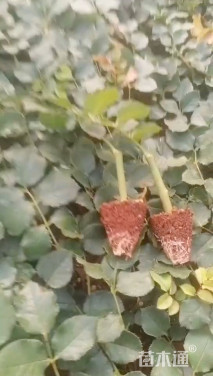 高度10厘米玫瑰