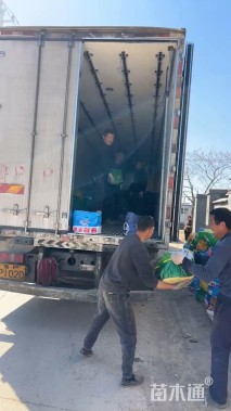 高度15厘米麦冬