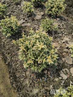 高度30厘米花叶柊树