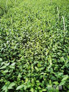高度15厘米茶树