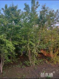 高度300厘米丛生茶条槭