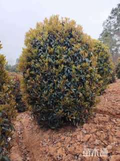 冠幅220厘米石楠球