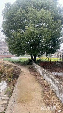 100公分(5杆)丛生香樟