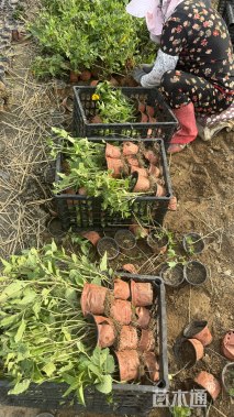 高度20厘米赛菊芋