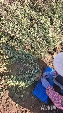 40厘米大叶扶芳藤