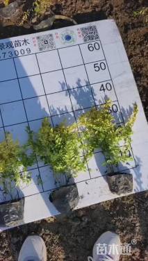 大杯苗亮晶女贞小苗