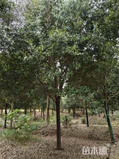 18公分弗吉尼亚栎