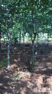 8公分染井吉野樱