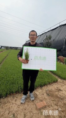 高度25厘米马兰头