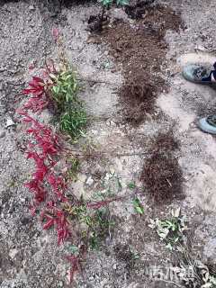 高度35厘米南天竹