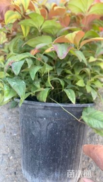 高度40厘米火焰南天竹