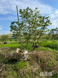 高度250厘米狗牙花