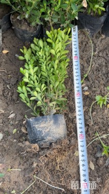 高度30厘米瓜子黄杨