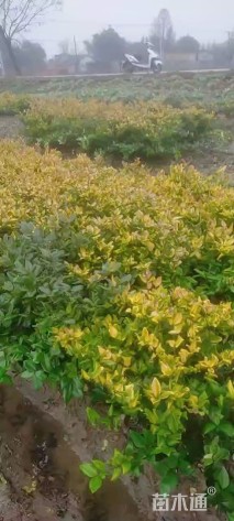 冠幅40厘米金森女贞球