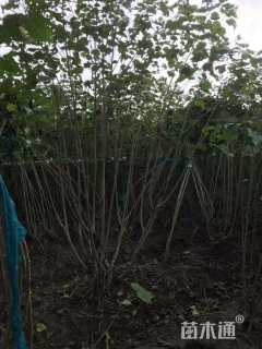 高度350厘米木芙蓉