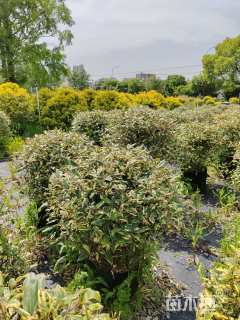 冠幅100厘米胡颓子球